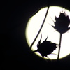 夜