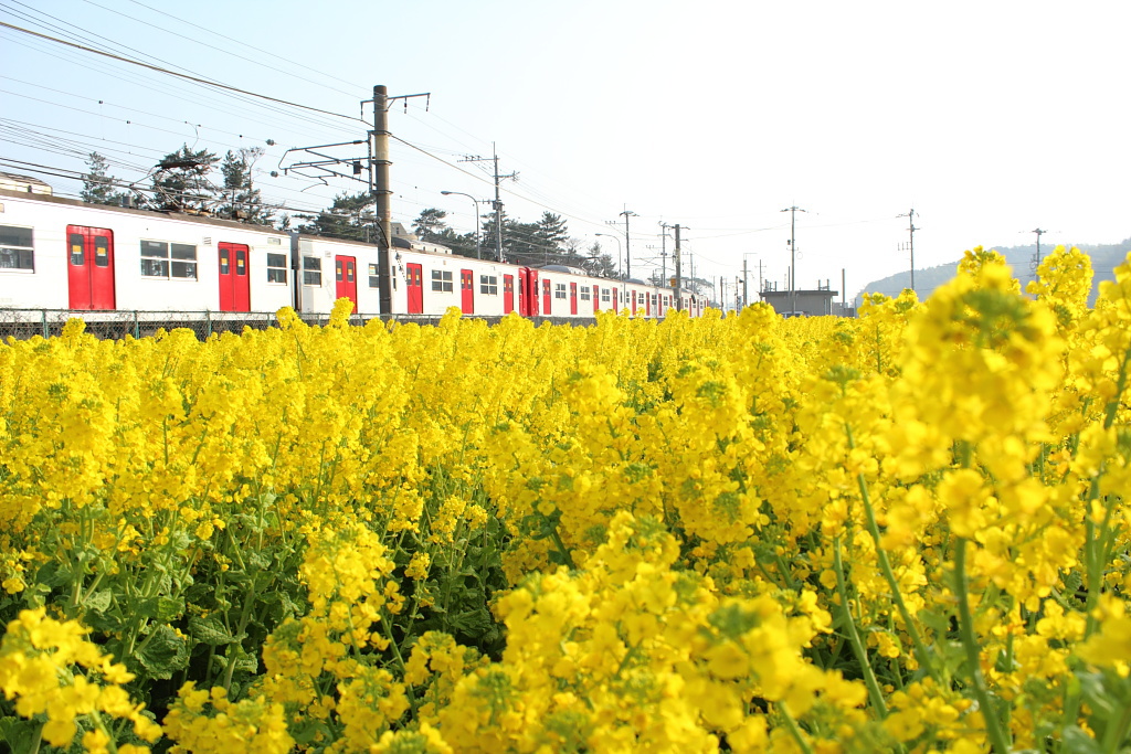 はるいろ列車