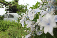 紫陽花と廃車