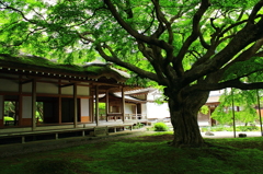 雷山観音の大楓Ⅲ