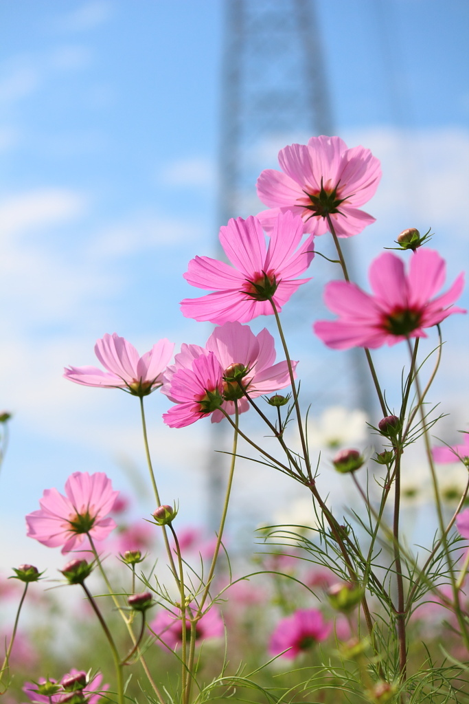 秋桜