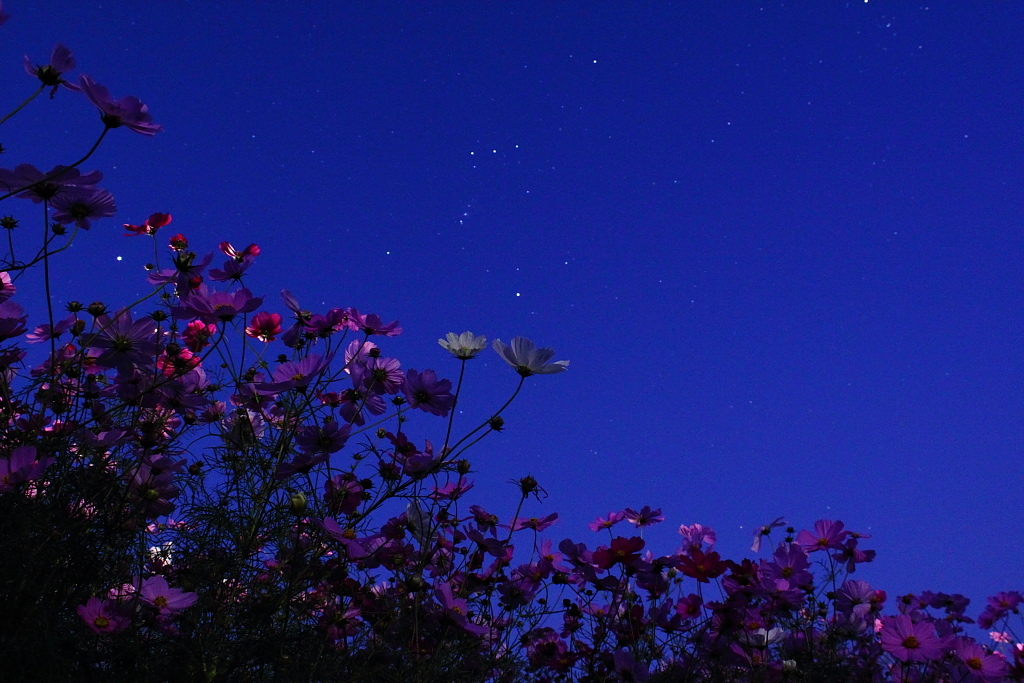 秋桜の夜