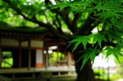 雷山観音の大楓Ⅱ