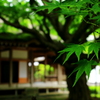 雷山観音の大楓Ⅱ