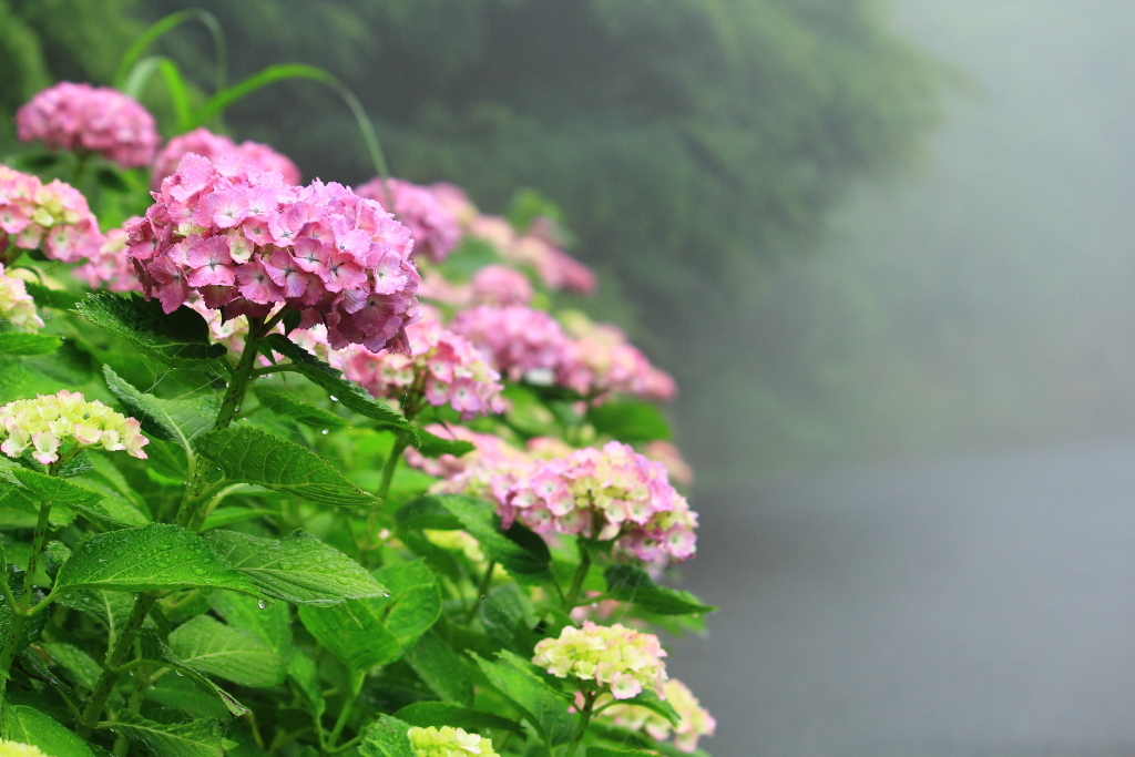 雨・霧・紫陽花