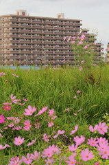 秋桜