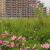 秋桜
