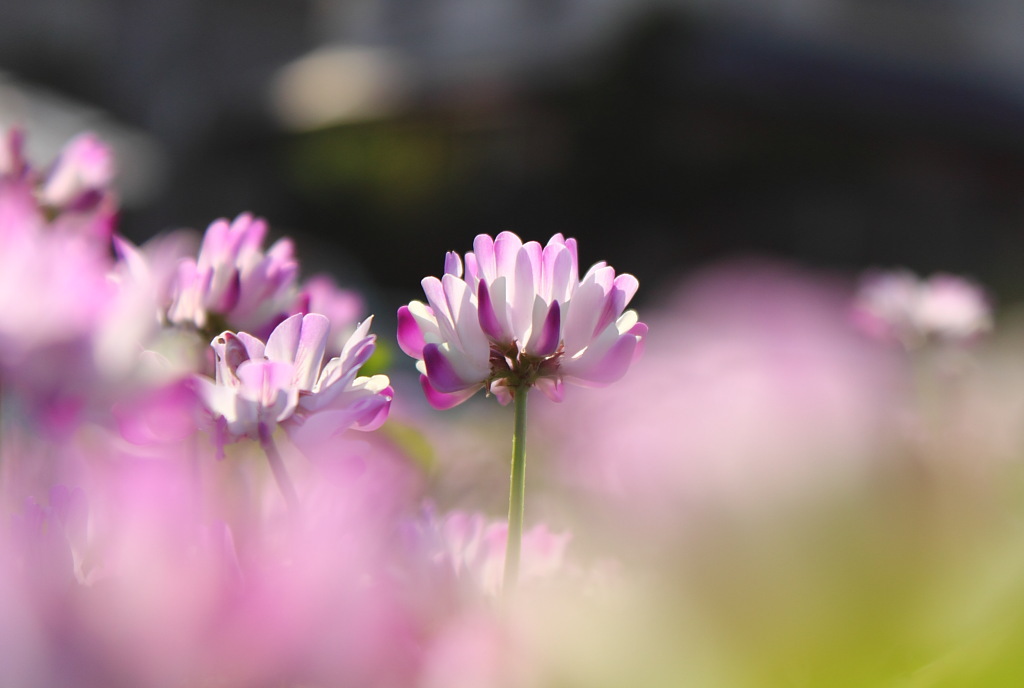 蓮華草