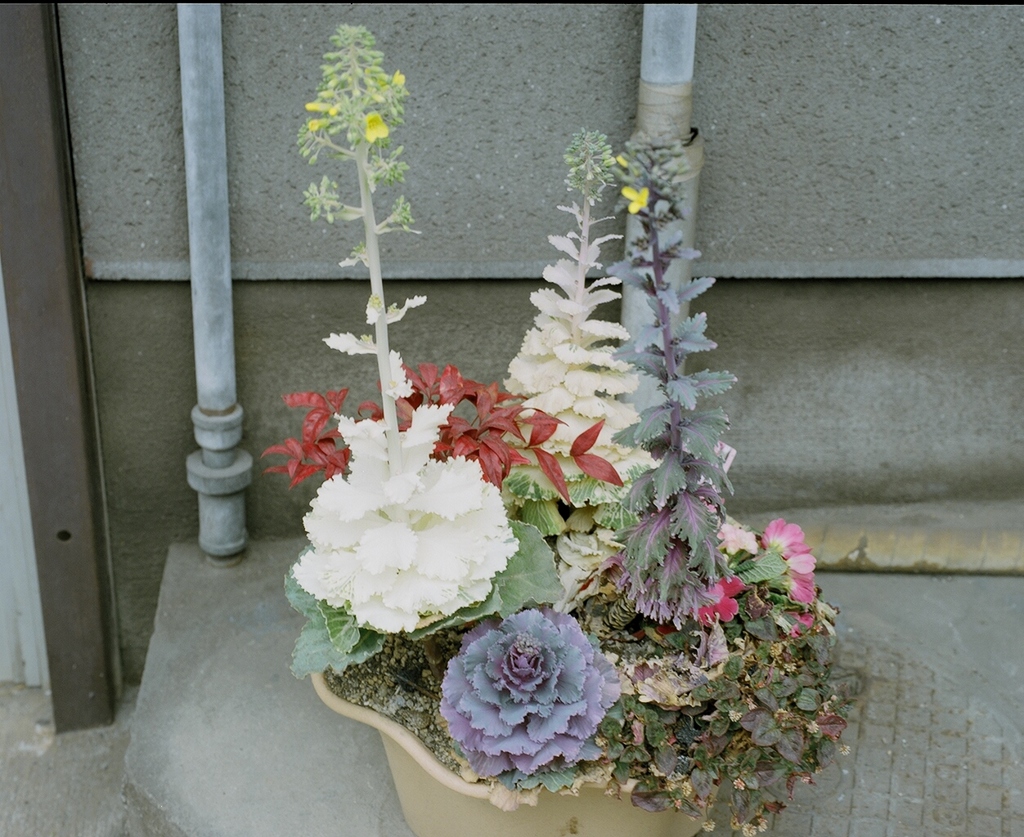 SWEET DAYS 4