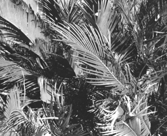 BW 6