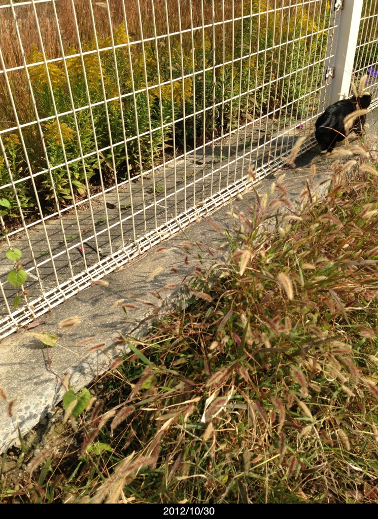 「ニャー」と鳴いてピュー！