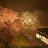 桜spectacle