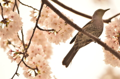 桜×ヒヨドリ