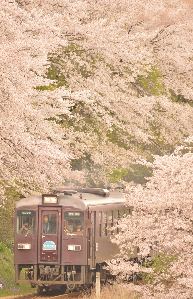 桜回廊