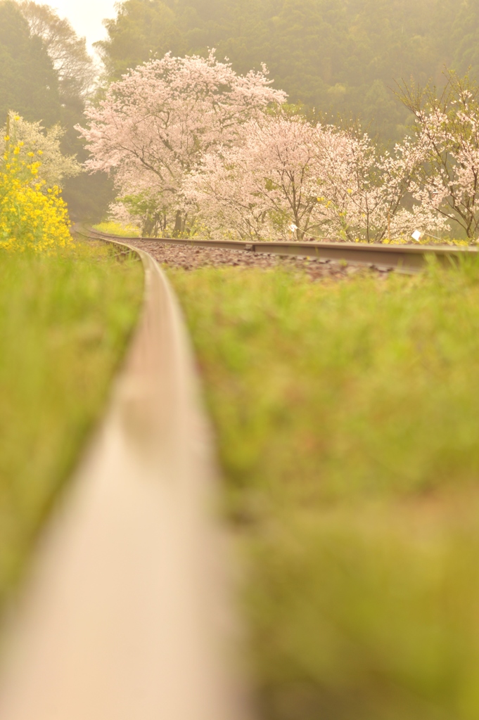 春色に染まる鉄路