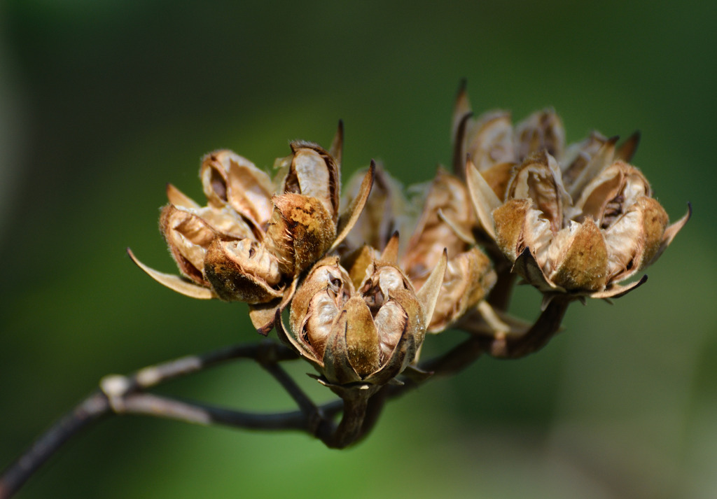 seeds