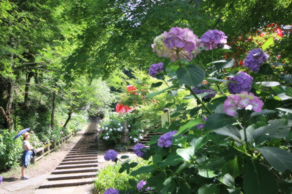 ある初夏の日