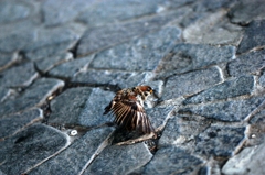 aa