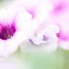 花＊花