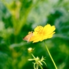花蝶