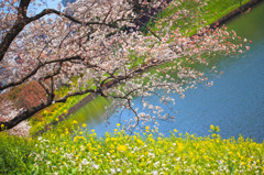 桜と菜の花