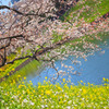 桜と菜の花