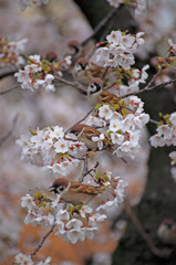 桜・鳥