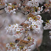桜・鳥