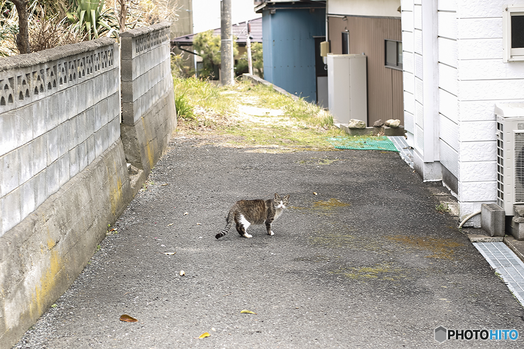 ついてこにゃいで！