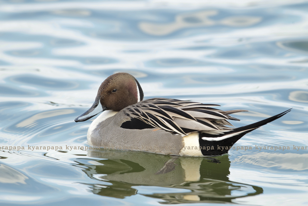 おながーがもー
