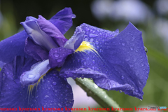 雨天に菖蒲