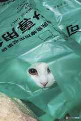 可燃物専用