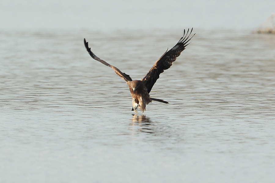 ダーウィンポーズ