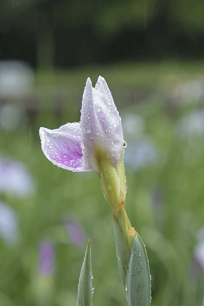 雨ぬれる菖蒲
