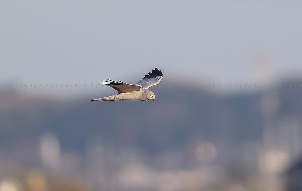 Eastern Marsh-Harrier