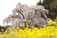 三春滝桜