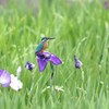 菖蒲と