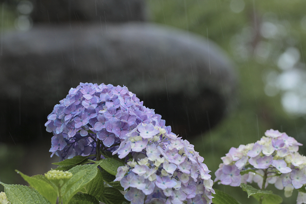 雨入りアジサイ