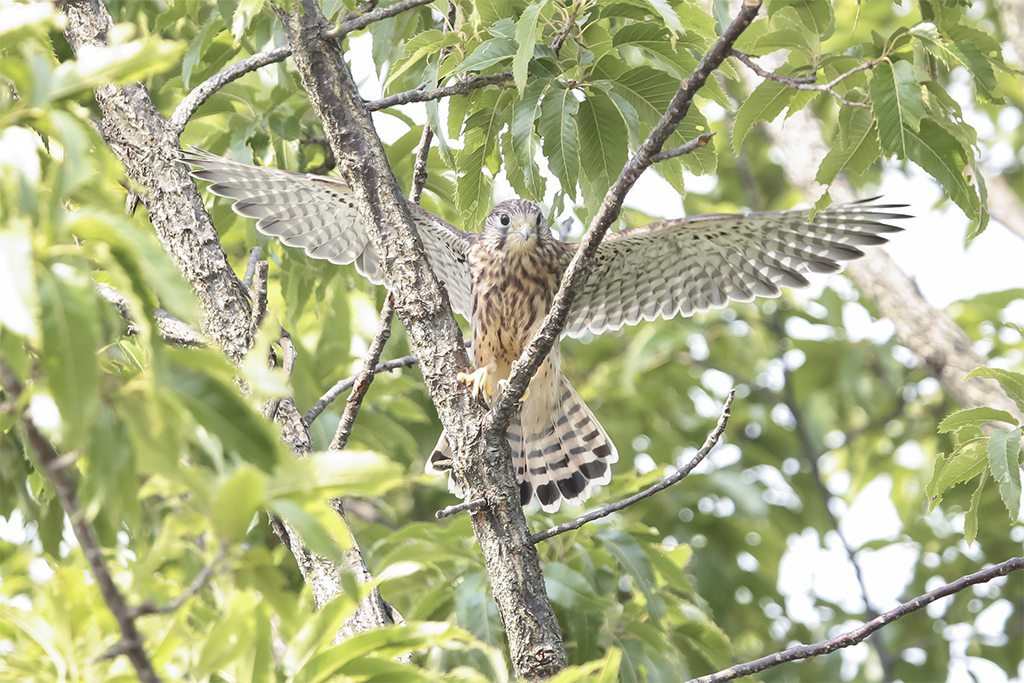 じゃーん！