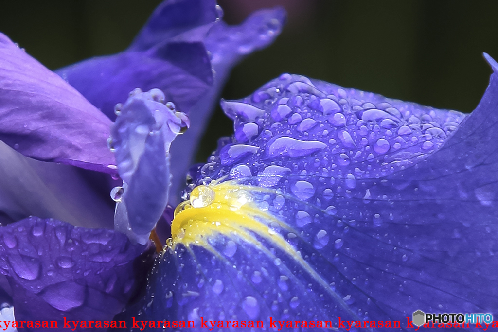 雨天に菖蒲