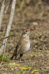 ハチジョウのつぐみ