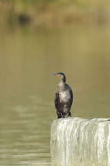君も取ってあげるよ。。