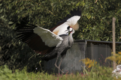 シャッ！とね。。