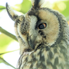 トラフズクズクミミミミ