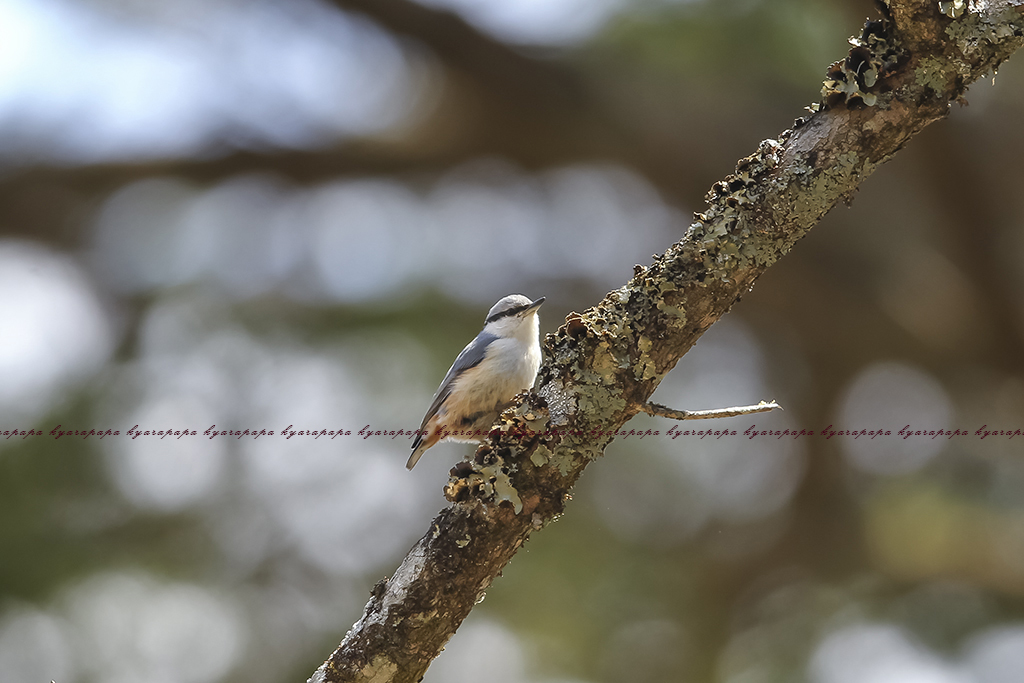 祝　ゴジュウカラ