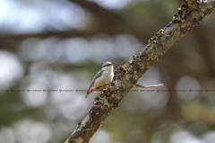 祝　ゴジュウカラ