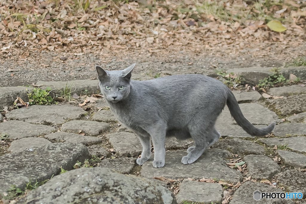イケメンロシアン