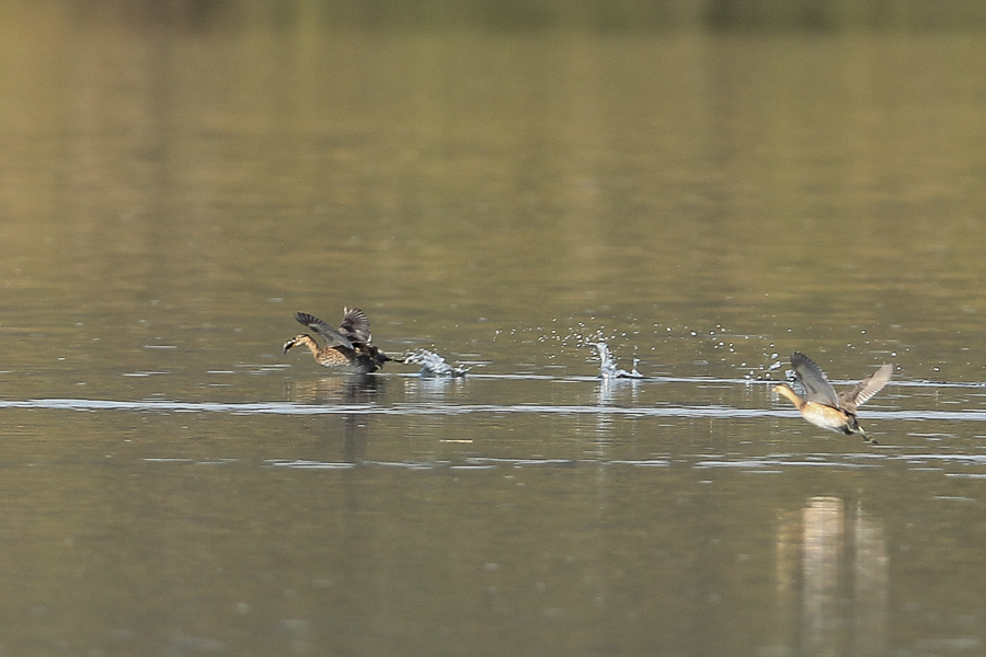 よこしなさいよ！！