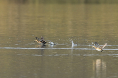 よこしなさいよ！！