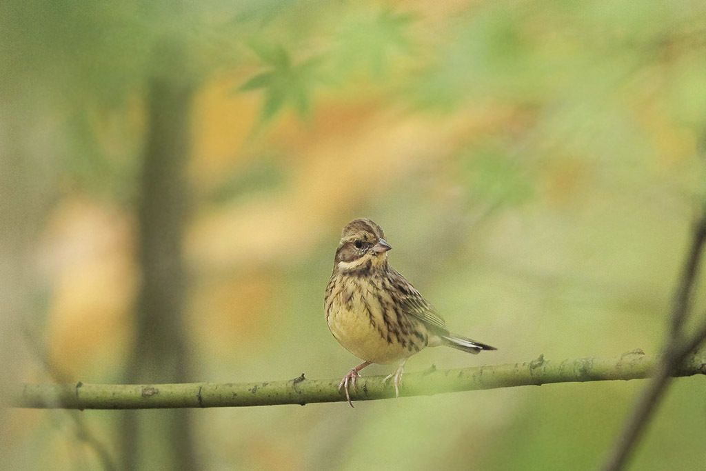 もみじ・・・・あおじ・・・